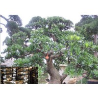 中旺廠家直銷(xiāo)1060純鋁軟線園林手工專(zhuān)用線